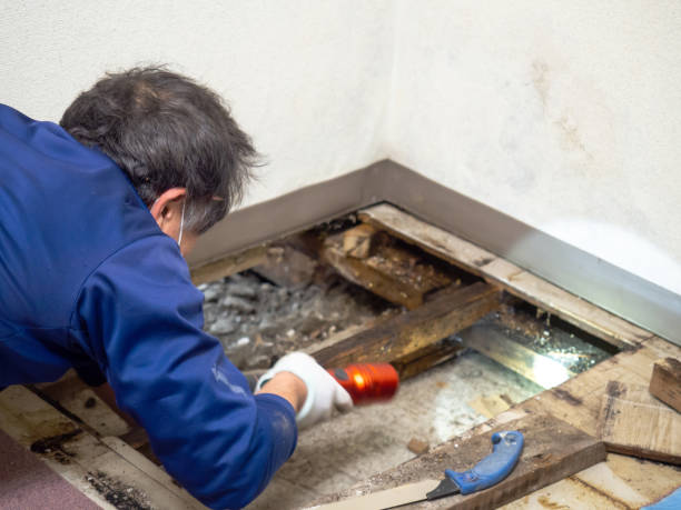 Best Health and Safety Mold Remediation in Perry, MI