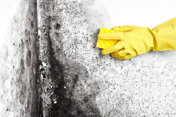 Best Bathroom Mold Remediation in Perry, MI