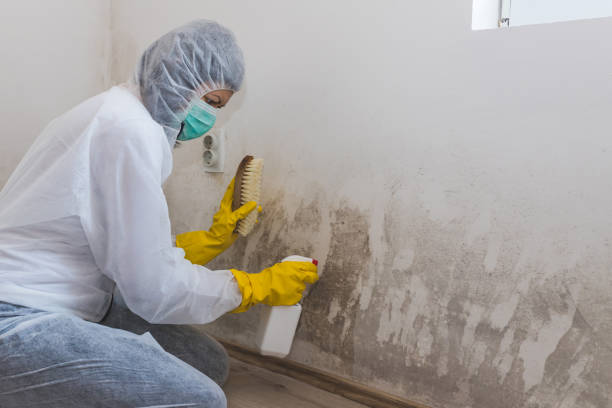 Best Localized Mold Remediation (e.g., coastal areas, humid climates) in Perry, MI
