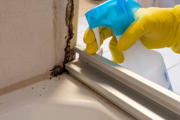 Best Residential Mold Remediation in Perry, MI