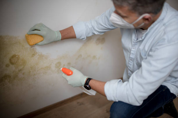 Best Kitchen Mold Remediation in Perry, MI