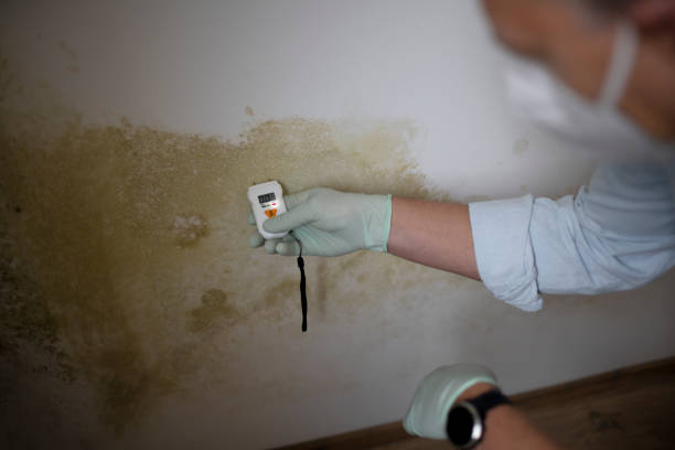 Best Insurance-Related Mold Remediation in Perry, MI