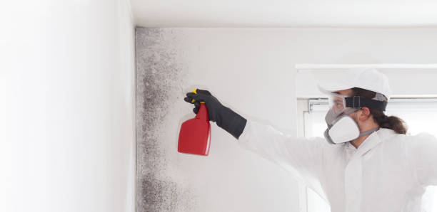 Best DIY Mold Remediation Support Services in Perry, MI