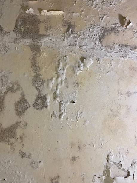 Best Mold Remediation for Schools in Perry, MI
