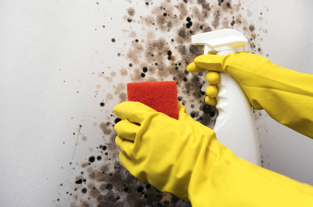 Best Industrial Mold Remediation in Perry, MI