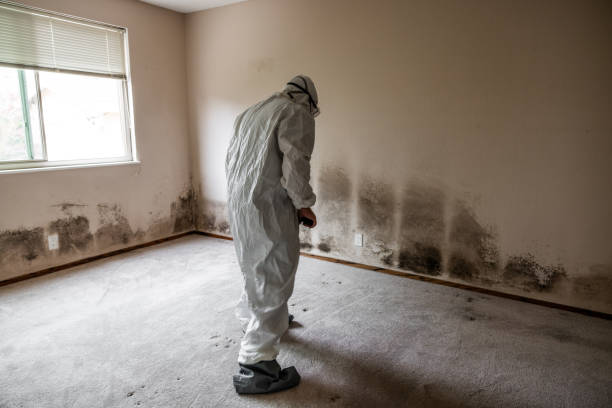 Best White Mold Remediation in Perry, MI