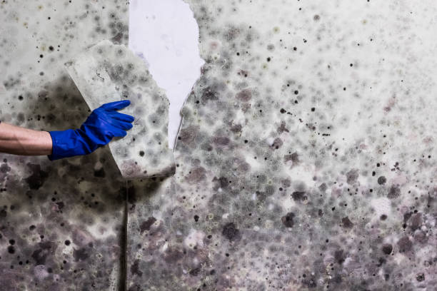 Best Emergency Mold Remediation in Perry, MI