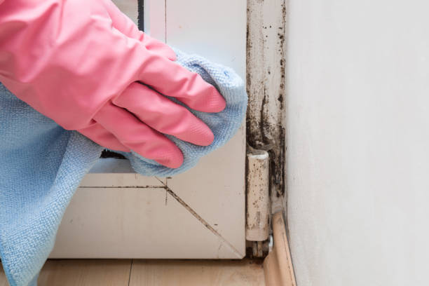 Best Industrial Mold Remediation in Perry, MI